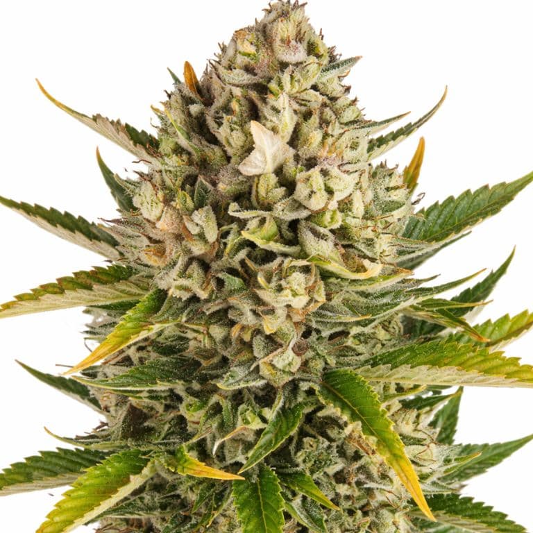 Strawberry Cheese Autoflower