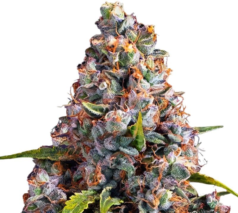 Strawberry Cheesecake Autoflower