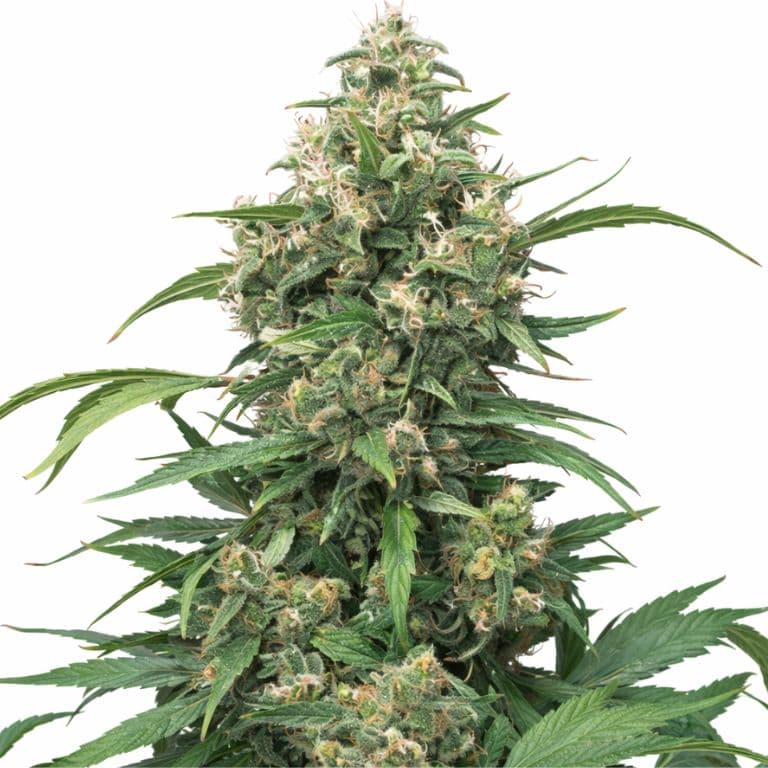 Strawberry Cough Feminized