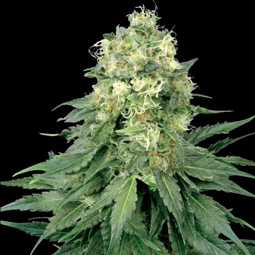 Strawberry cannabis seeds packaging — Royal King Seeds Canada