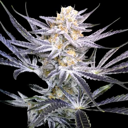 Strawberry Fields Feminized