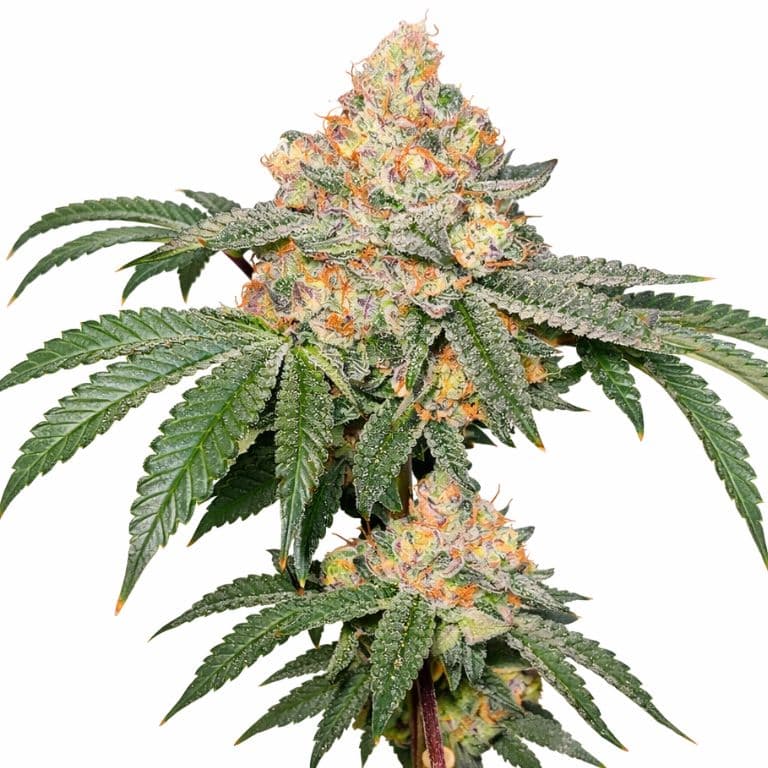 Strawberry Gary Feminized