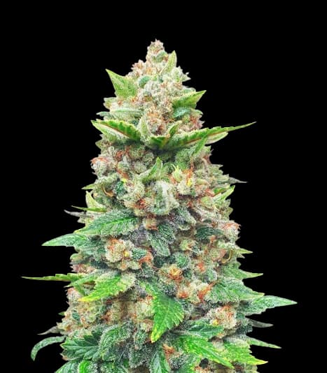 Strawberry Gorilla Autoflower