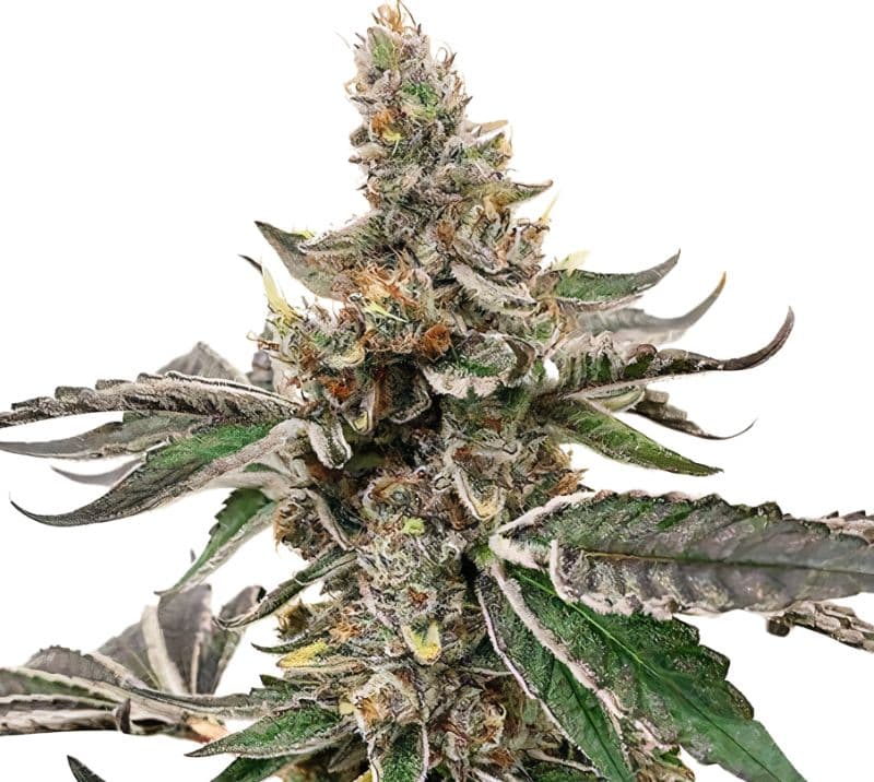 Strawberry Lemonade Feminized