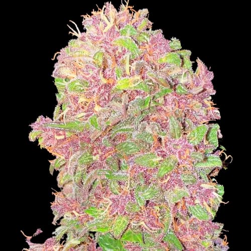 Strawberry Milkshake cannabis seeds packaging — Royal King Seeds Canada
