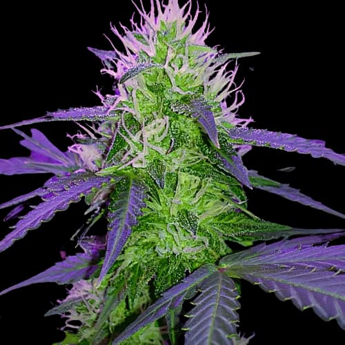 Sugar Black Rose Autoflower