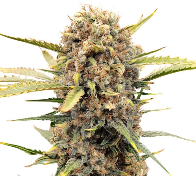 Sugar Cookie cannabis seeds packaging — Royal King Seeds Canada