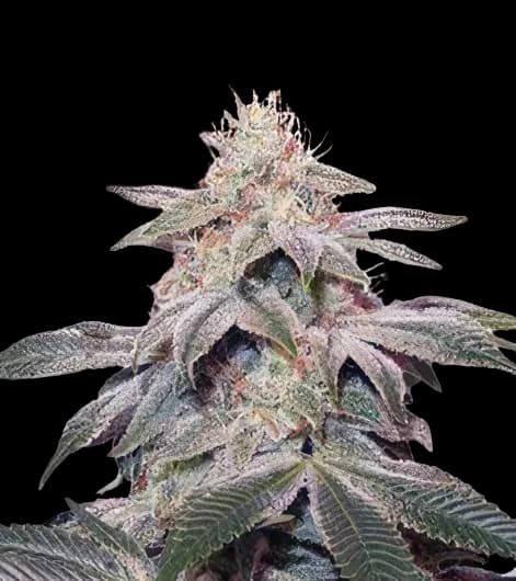 Sugar Kush Feminized