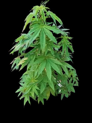 Sugar Mama Feminized