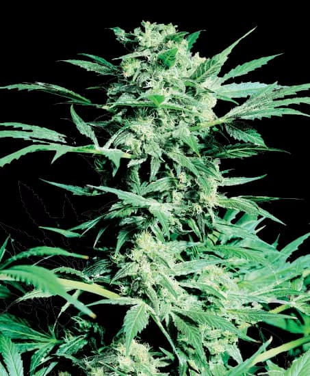 Sugar Shack Feminized