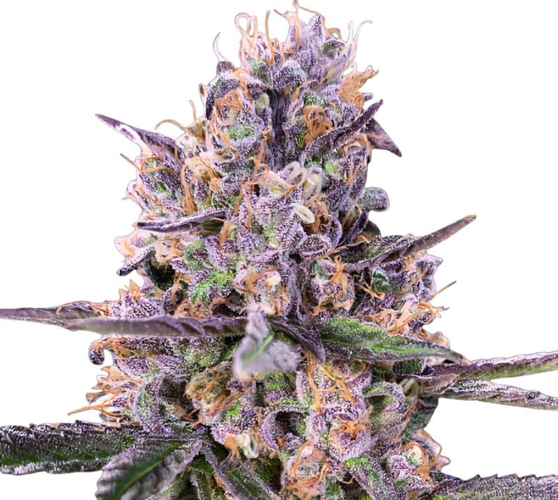 Sundae Driver cannabis seeds packaging — Royal King Seeds Canada