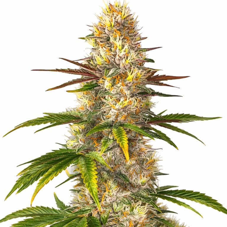 Sunrise cannabis seeds packaging — Royal King Seeds Canada