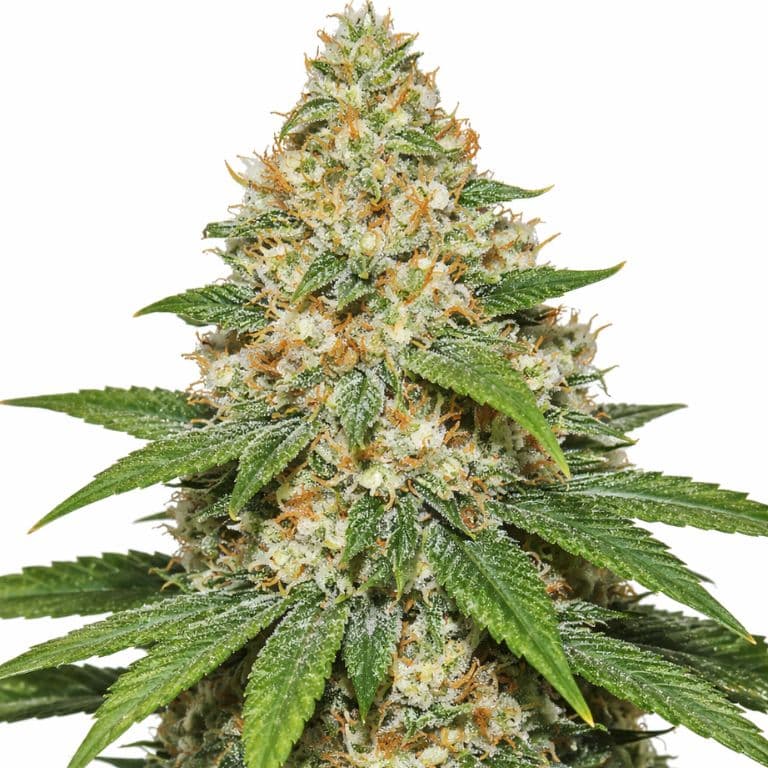 Super Lemon Haze Feminized