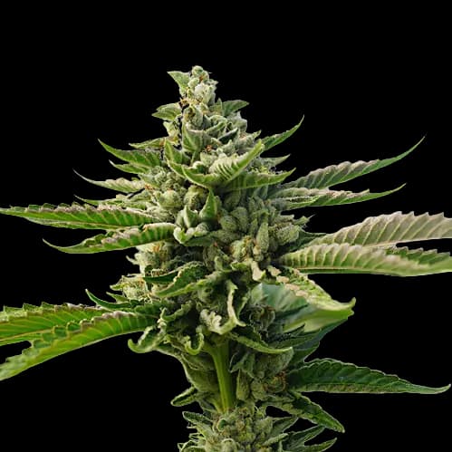 Superman OG Feminized