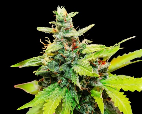 Sweet Baby Jane Autoflower