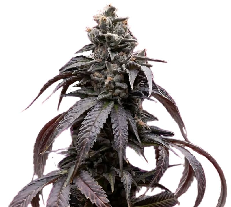 Sweet Berry Autoflower