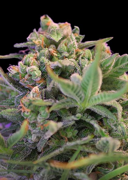Sweet Cheese Feminized