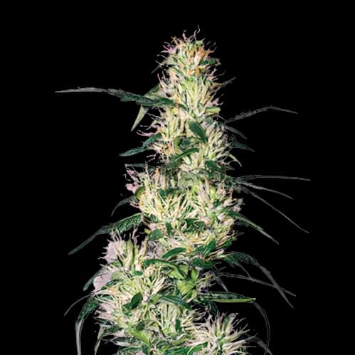 Sweet Deep Grapefruit Feminized