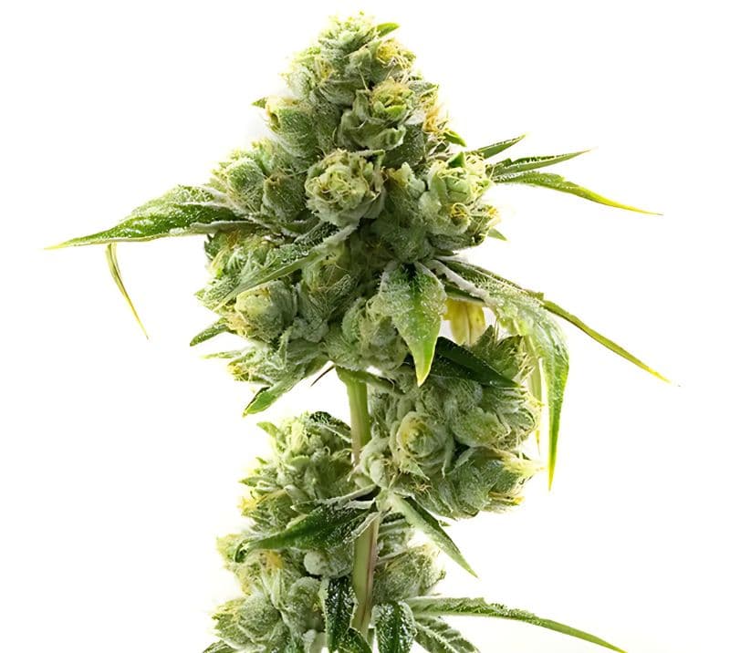 Sweet Dream Feminized