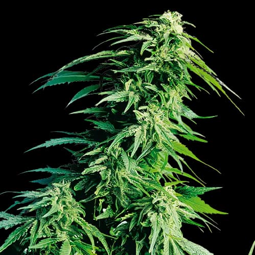 Sweet Lafayette Feminized
