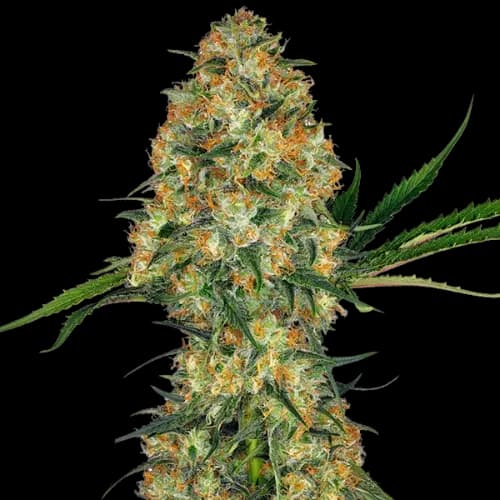 Sweet Nina Autoflower