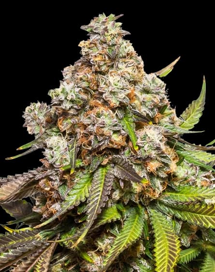 Sweet Pebbles Feminized