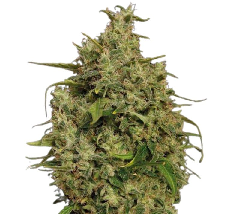 Sweet Tooth Autoflower