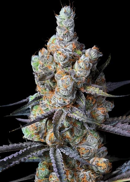 Tahoe Hydro OG Feminized