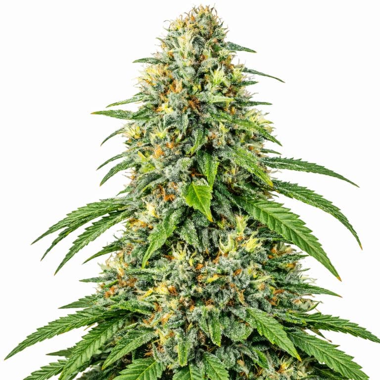 Tahoe OG Kush Autoflower