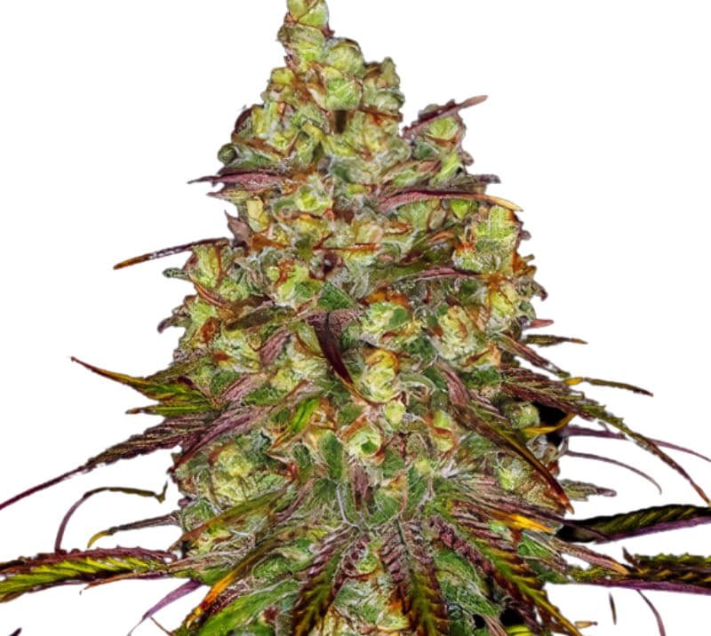 Tangie Dream Book cannabis seeds packaging — Royal King Seeds Canada