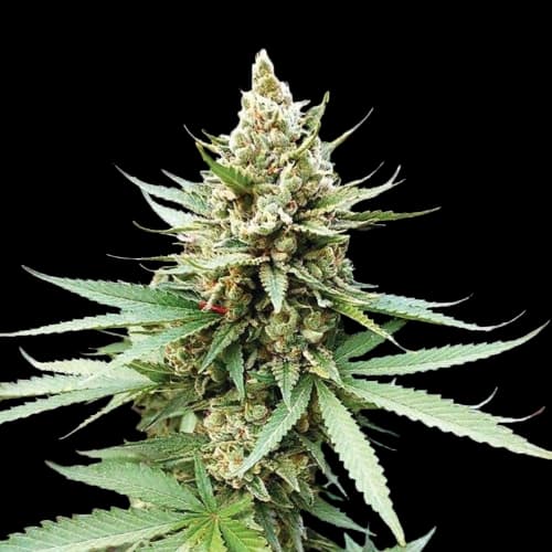 Terminator OG Feminized