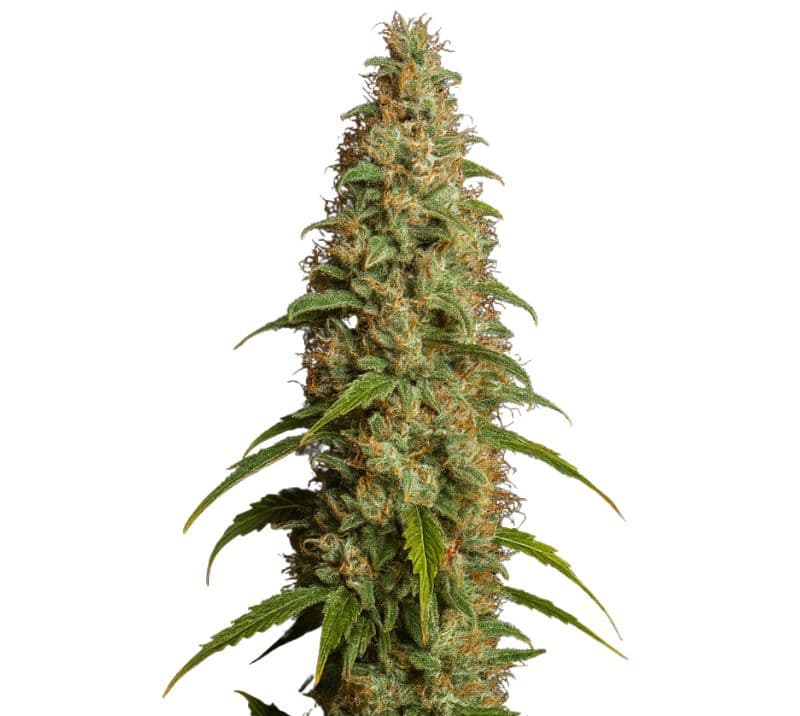 Thai Feminized