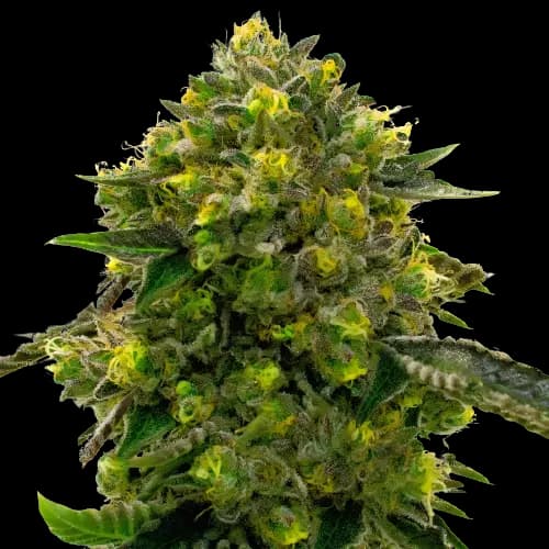 The Big Stink Autoflower