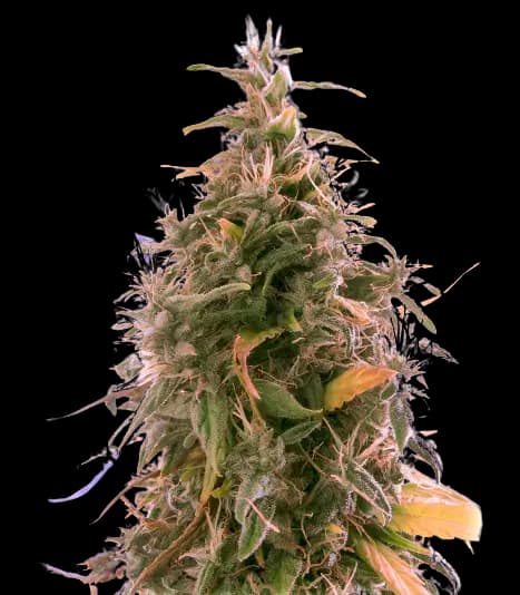 The Sister Autoflower