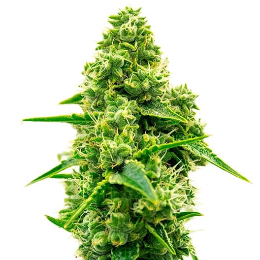 Tiger Woods Autoflower