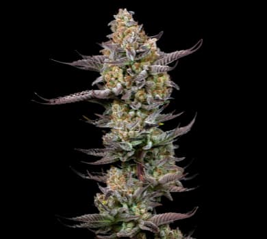 Tigermelon Autoflower
