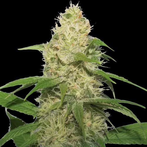 Training Day Feminized