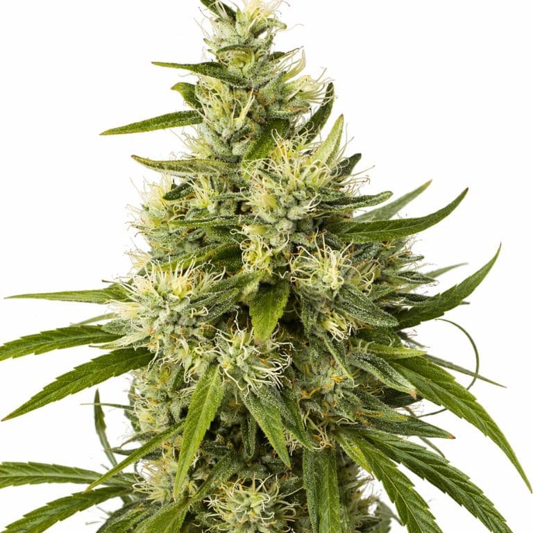Trainwreck Feminized