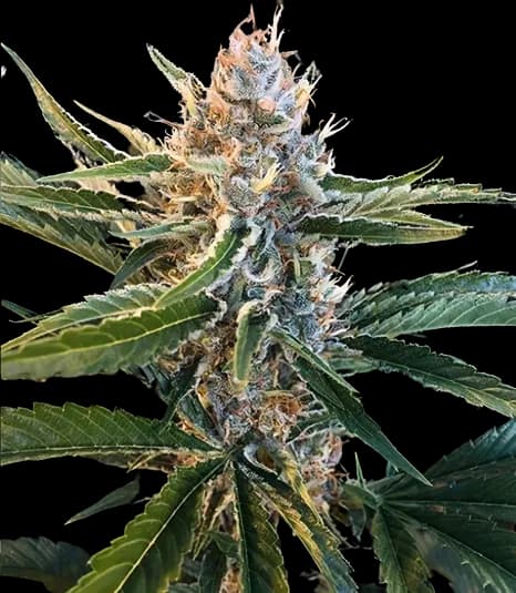 Tree of Life cannabis seeds packaging — Royal King Seeds Canada