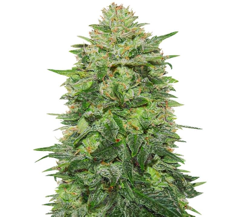Triple Cheese Autoflower