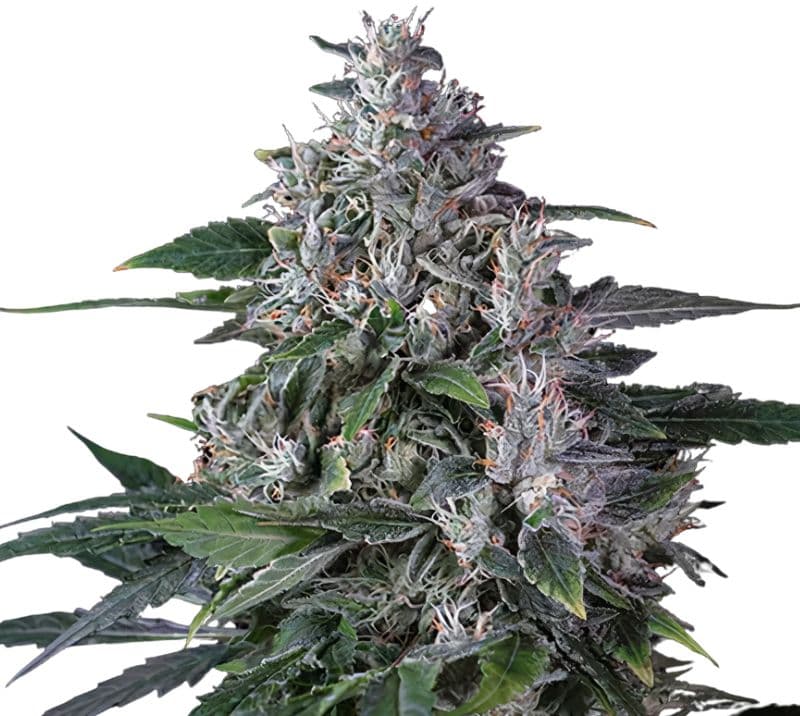 Tropic Thunder Feminized