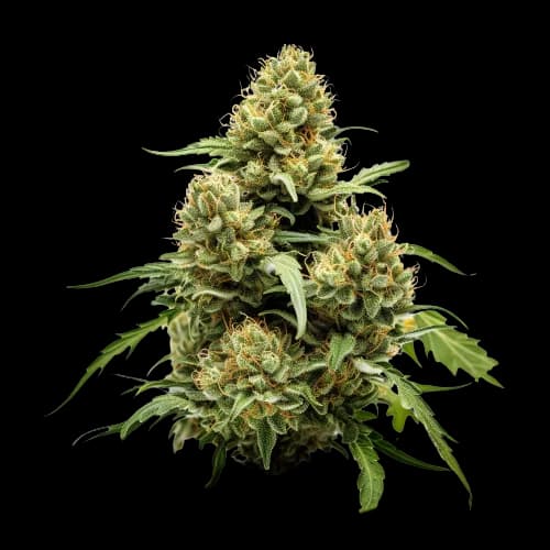 True OG Feminized