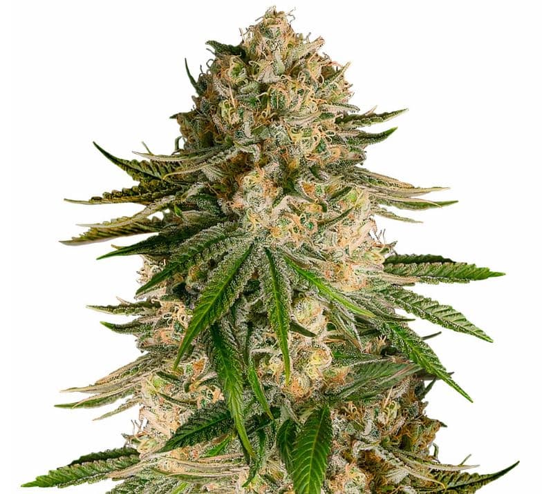 Turbo Mind Warp Autoflower