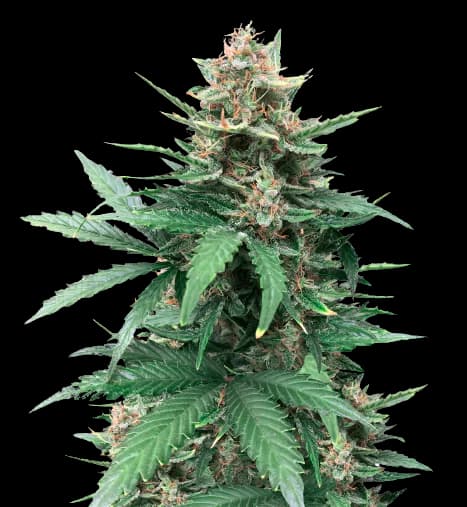 Tutankhamon Feminized