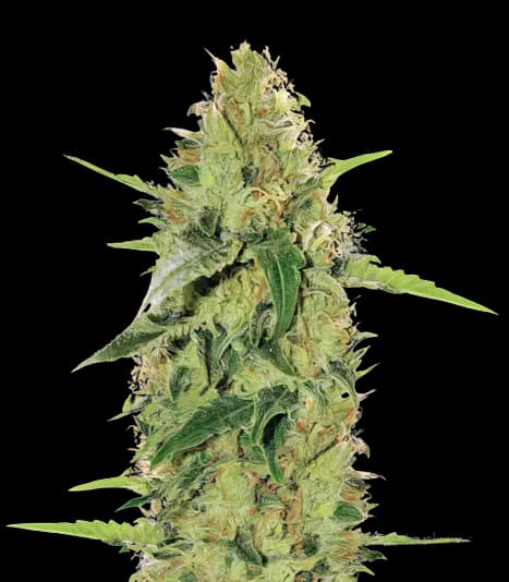 Tutti Frutti Autoflower