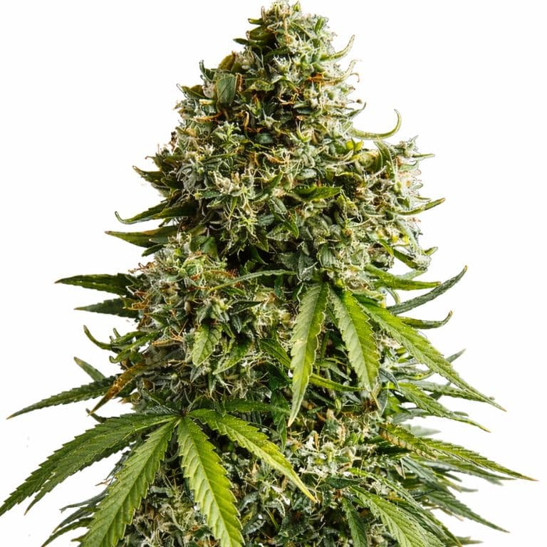 Tyson Autoflower