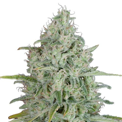 UK Cheese Auto