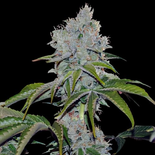 Vader OG Feminized