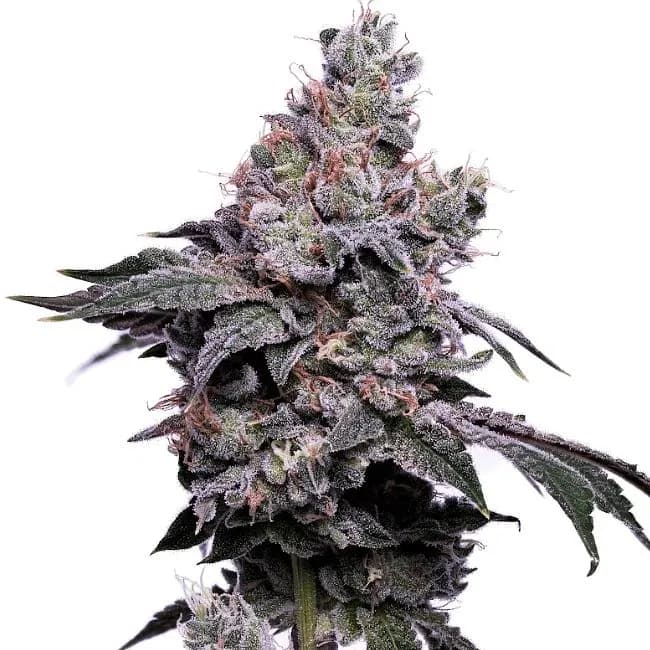 Valley Ghash Feminized