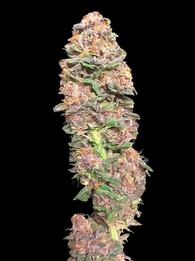 Vanilla Kush cannabis seeds packaging — Royal King Seeds Canada
